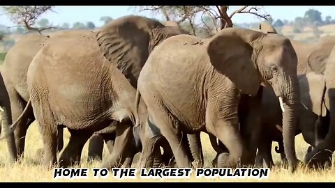 Exploring the Top 10 Safari Parks in Africa