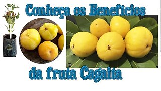 Cagaita Fruta do Cerrado com Propriedades Medicinais - mas é preciso ter Cuidado!