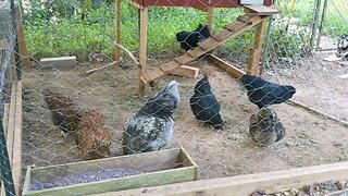 30 Second of Chickens, Part 36, Morning Snacktime
