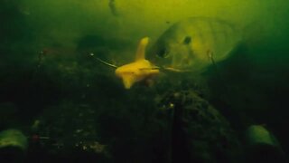 Murky Footage under a Pier in Tampa