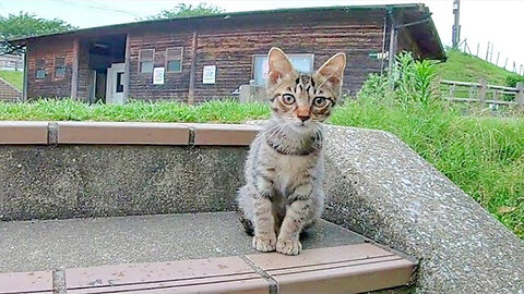 Tabby kitten wants to play with me