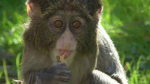 Cute Baby De Brazza Monkey