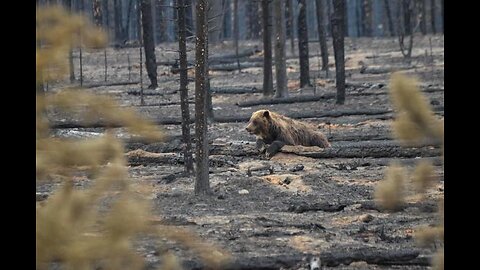 Bears, animals surviving Jasper wildfire