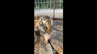 Tiger Gone Mad