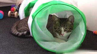 Snuggle Bug Hides in Cat Tunnel
