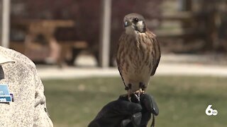 My Idaho: World Center for Birds of Prey