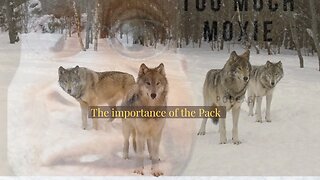 Can you Run with the Pack: Why Men need a Wolf Pack