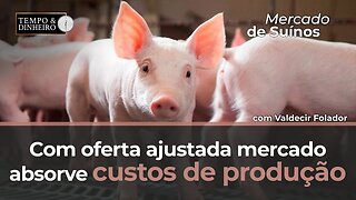 Mercado de Suínos com oferta ajustada absorve custos de produção