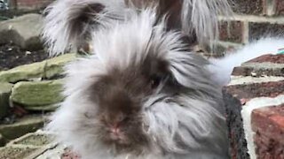 Ce lapin est un pro de l'évasion