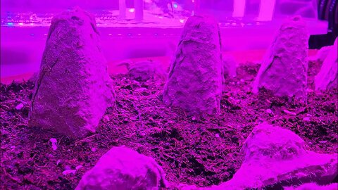 134 Bob's LIVE: Starting Seeds at Home
