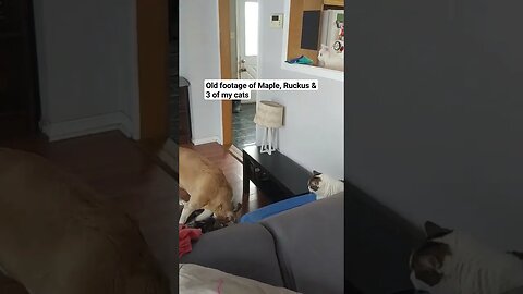 Dog Saves Cat From Puppy