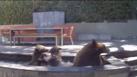 Famiglia di orsi si rinfresca in una fontana