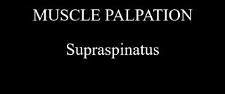 Muscle Palpation - Supraspinatus