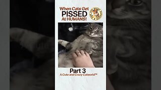 🙀 When Cats Get PISSED At Humans! (Part 3) 🥊🤺