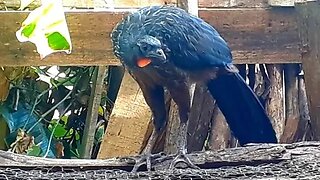 JACU EM BUSCA DE COMIDA JACUAÇU Penelope aves craciformes, guans, pava