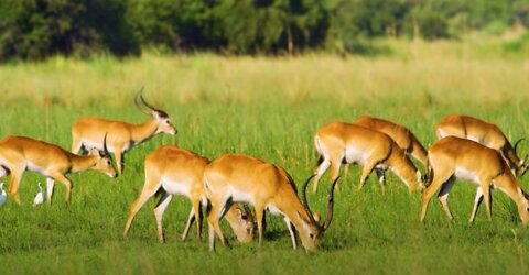 Gazelle Grazing in a Field