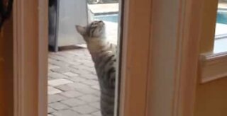 Gato sabe como abrir porta para entrar em casa
