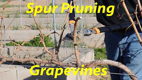 Spur Pruning Grapevines | Cabernet Grapes in AZ | Wine Grapes