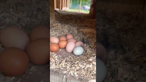 Collecting Eggs #fresheggs #eggs #backyardchickens #homestead #farmanimals #smallfarm #foryou #farm