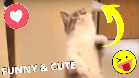 Funny and Cute Pet's Life #034