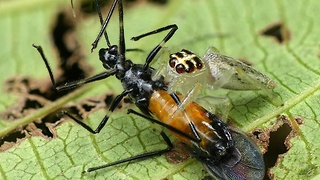 David against Goliath: Jumping Spider kills Assassin bug