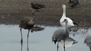 RAW VIDEO: Sandhill Cranes in southeast Arizona
