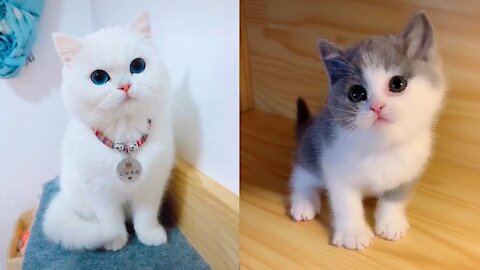 The cutest and funniest baby cat videos! Cuteness overload on the whole internet!!! MUST WATCH!!!