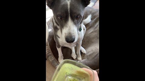 Atlas, the rescue dog, likes green smoothies.