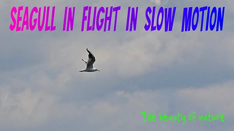 Seagull in flight in slow motion / beautiful bird in the air / animals in slow motion.