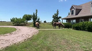 FedEx Left The Gate Open Again - Horses Got Out & Got A Beaten