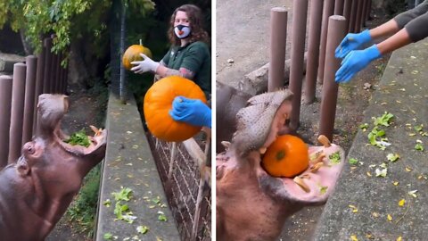 Hippo crushes pumpkin in one bite