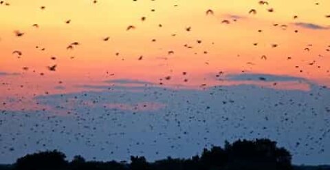 Milhares de morcegos voam ao nascer do sol em África