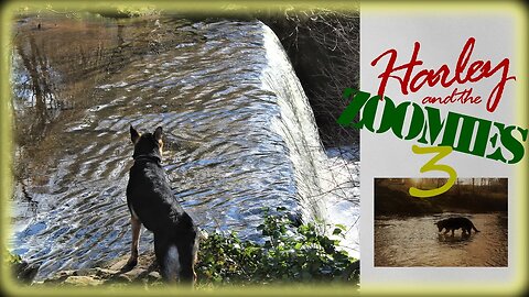 German Shepherd playing in the river. #dog