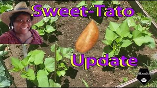 Sweet Tato Update - 13Jun2022