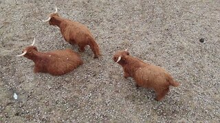 Sally's Last Day On The Farm