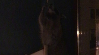 Daring Daring raccoon