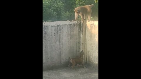 Dog vs monkey