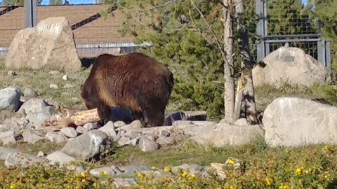 Bears in West Yellowstone