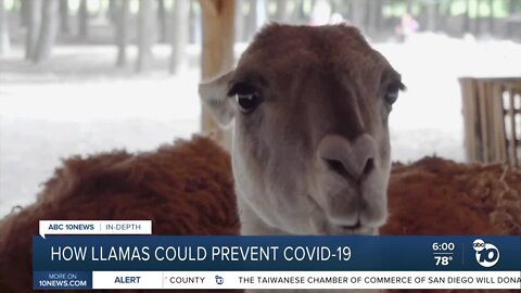 How llamas could help prevent COVID-19