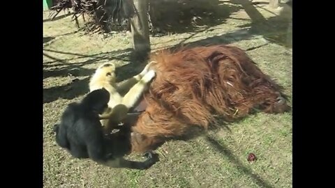 lazy orangutan gets groomed by family of gibbons.