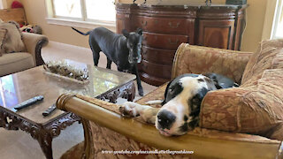 Cat Watches Funny Great Dane Try To Con Her Way Into Her Favorite Chair