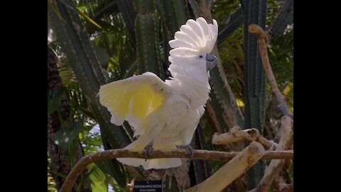 Watch the Sulphur Crested Cockatoo perform