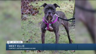 Pet of the Week: Meet Ellie