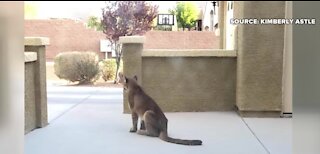 Mountain lion caught in Las Vegas