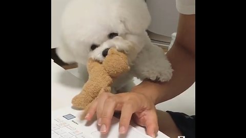 Poodle Desperately Wants Owner To Play With Him