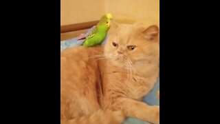 Parrot treats cat like his own personal playground