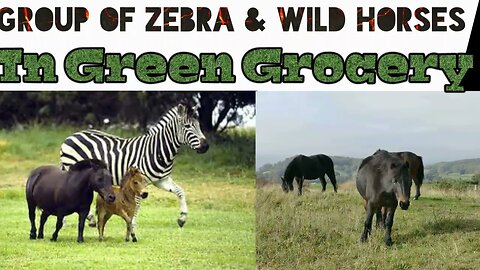 Beautiful Horses & Zebras in Green Grocery Field In Africa.... Copyright Free Animal Video