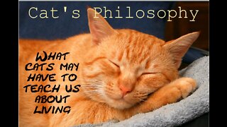 Cat's Philosophy. What cats may have to teach us about living