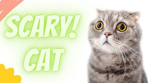 Scary Cat | Funny video | Cat funny video | Funny Scaredy Cats