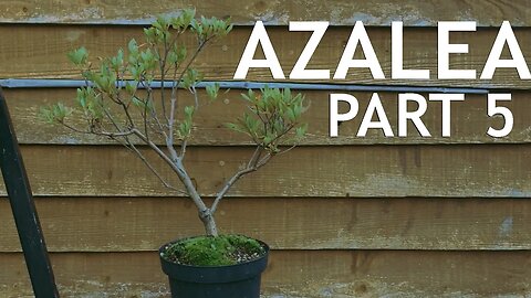 Azalea Pre Bonsai, 5